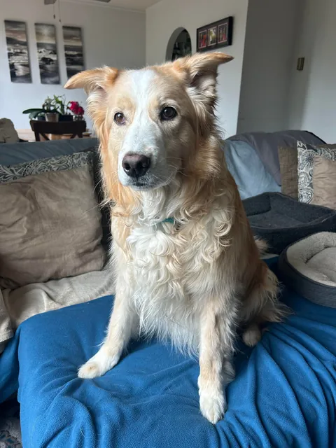 This is Luna, my soul dog🥰  From 1 week to 7.5 years old—she’s a sweet and complicated girl and I love her! ❤️