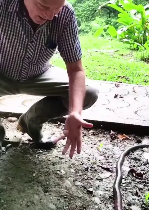 🔥the Giant Earthworm of the Amazon rainforest