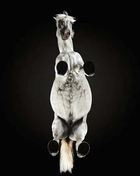 Photographer captures what animals look like from underneath.