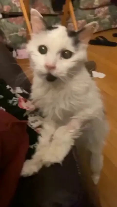 This is what a 29-year-old cat looks like