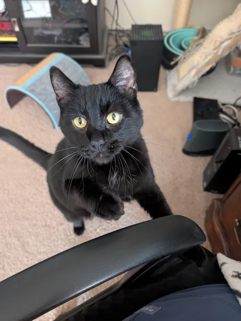 Why work when you can be petting instead?