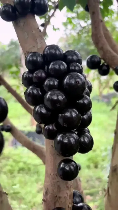 🔥The fruit of the Jabuticaba tree grows directly from the trunk, it can be eaten fresh and tastes similar to grapes.
