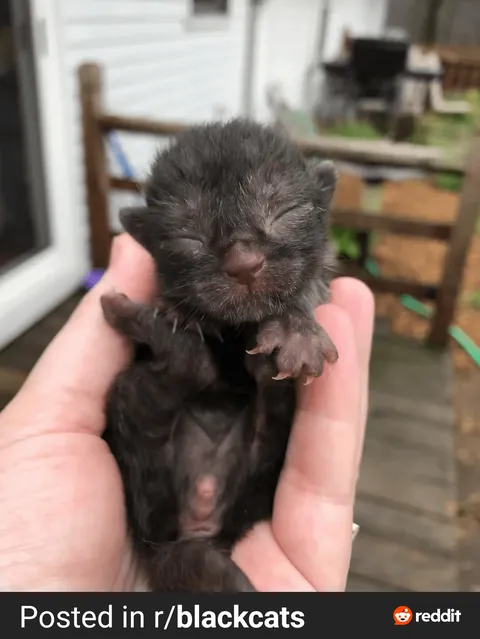 UPDATE ON THE DUMPSTER BABIES