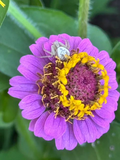 Homegirl has claimed this flower as her own.