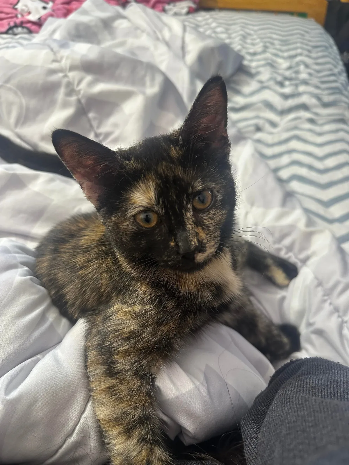 This is Koivu, the sweetest dust goblin in the world.