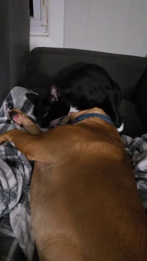 My two year old pup letting the cat monch his face