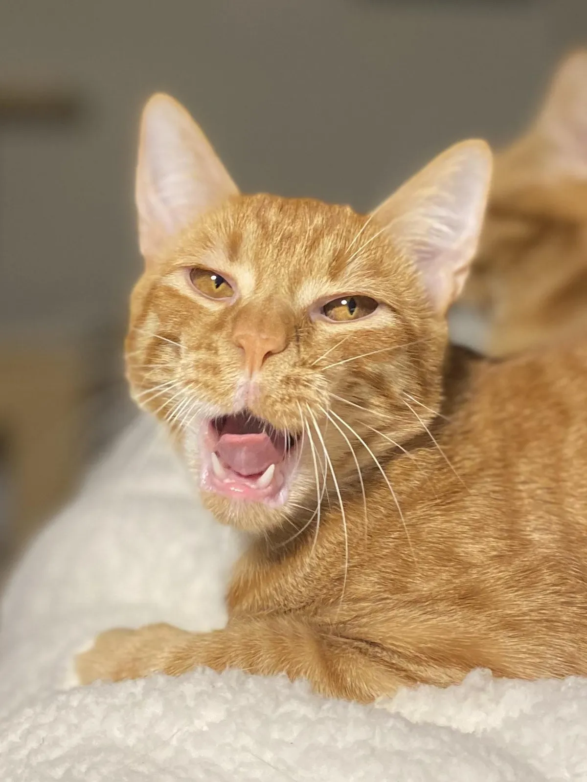 Show me your best yawning photos. I need a laugh.