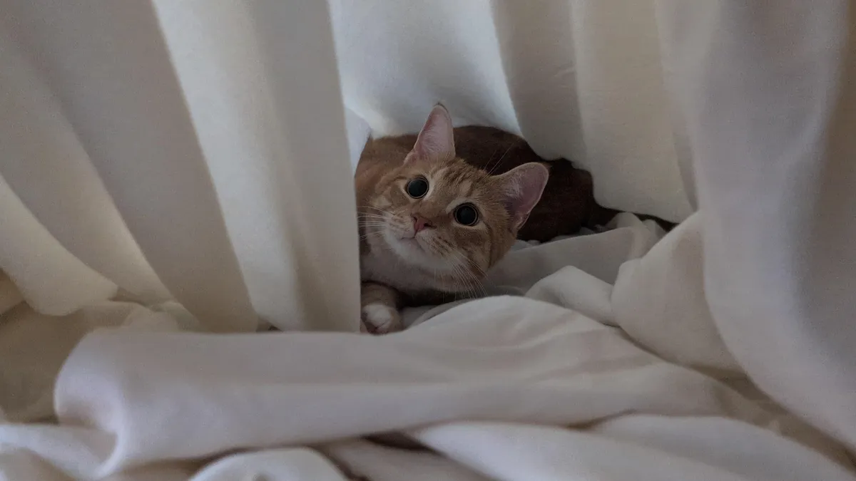 How long am I legally required to allow him to play in my sheets before I can finish making the bed?