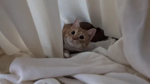 How long am I legally required to allow him to play in my sheets before I can finish making the bed?