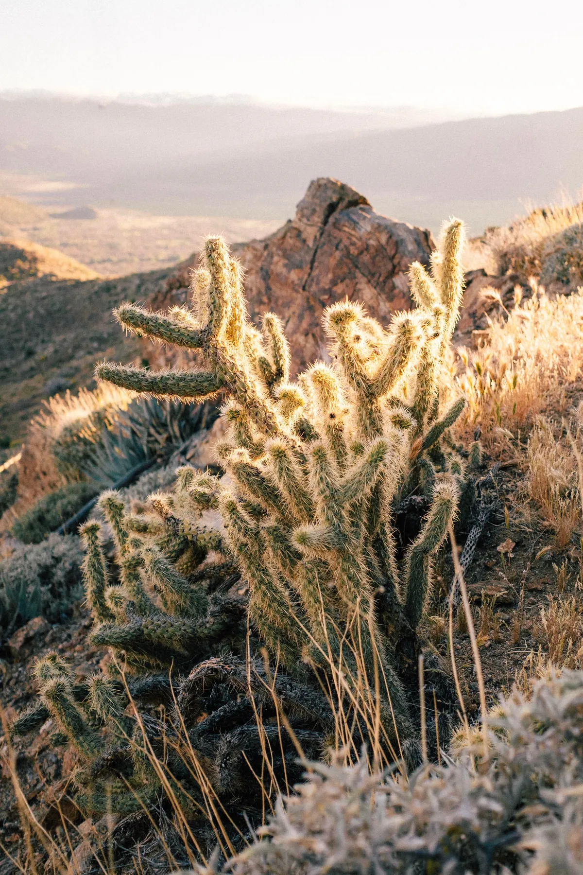 I hiked 2650 miles from Mexico to Canada on the Pacific Crest Trail