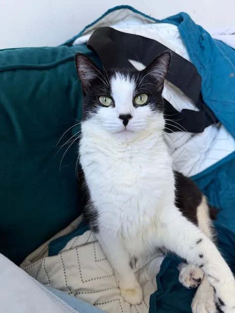 Final plea to help find Legacy, special needs cat, a home