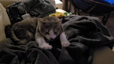 Got this weirdo from the shelter a few months ago.