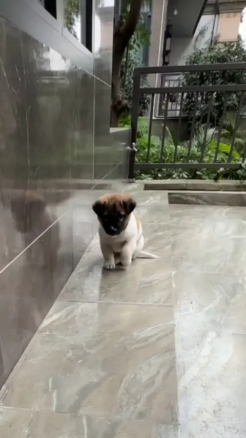 A well mannered and disciplined puppy.