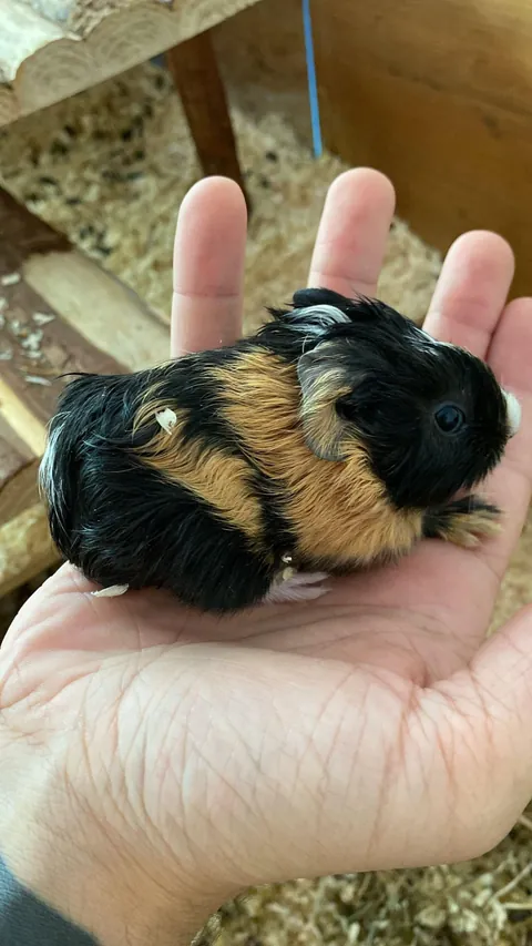 My guinea pig had a baby