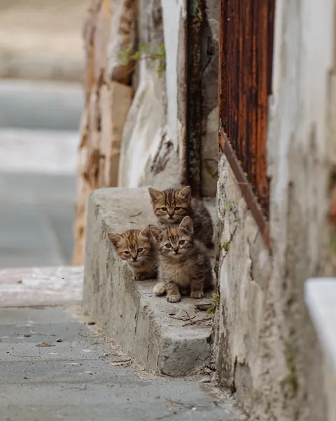 ITAP of three kittens
