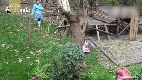 How pandas behave when they can't take out their anger (clip context: caretaker took the toys to be cleaned)