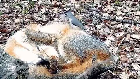 A fox is allowing a black-crested titmouse to steal hair off its body as it snoozes. The process of stealing hair from an animal is called kleptotrichy, and there is a benefit to the bird as it uses these hairs to line its nest, and the fox benefits as the fox is in the process of shedding its fur.