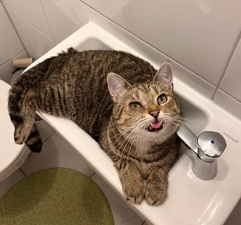 My cat loves this tiny sink in our bathroom and sits there like a man at the bar, the arm kills me 😂