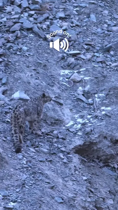 🔥 A Snow Leopard's Mating 'Yowl' - Ladakh, India