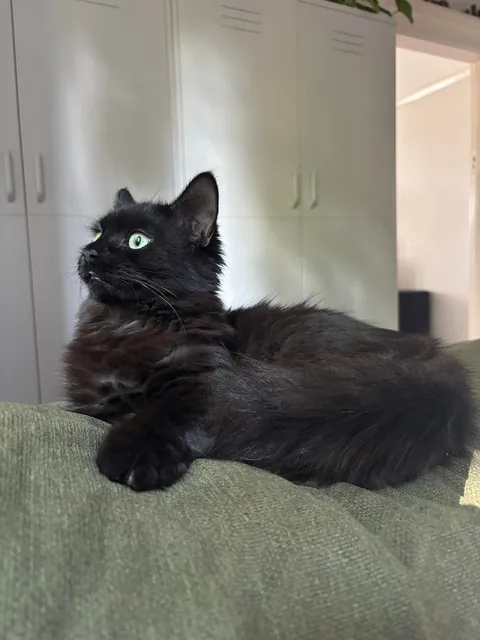 Our new lil man Squid