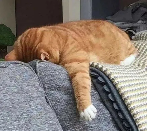 Ladies and Gentlemen, I present to you Sir Orbit