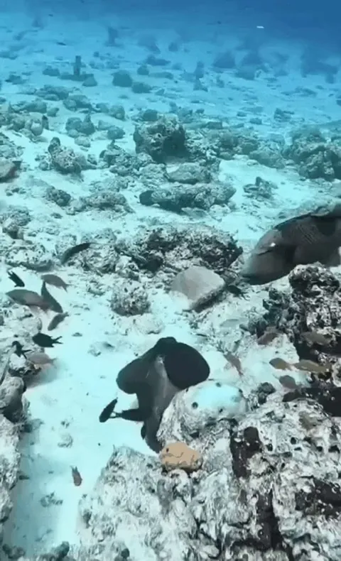 Tactical octopus.