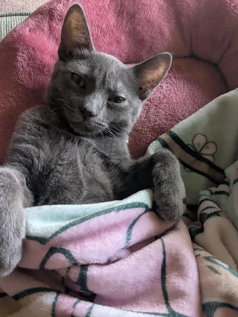 Chosen by the cat distribution system