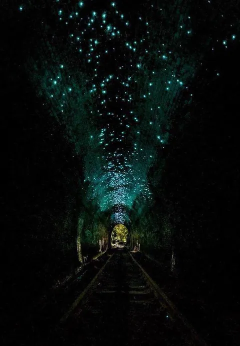 Abandoned train tunnel in , New South Wales, Australia , is now occupied by glow-worms