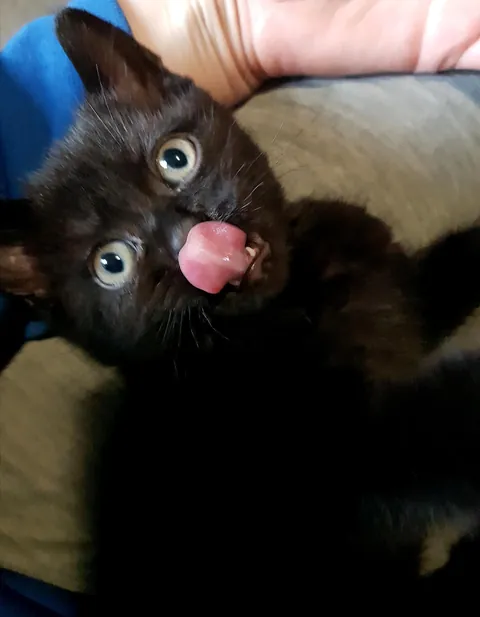 After waiting YEARS for my Void, he is finally here! Meet Nigel, 8 weeks.