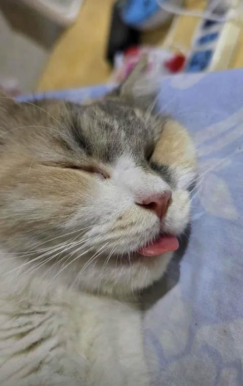 She ran laps all night and now sleeps like she pays rent 😂