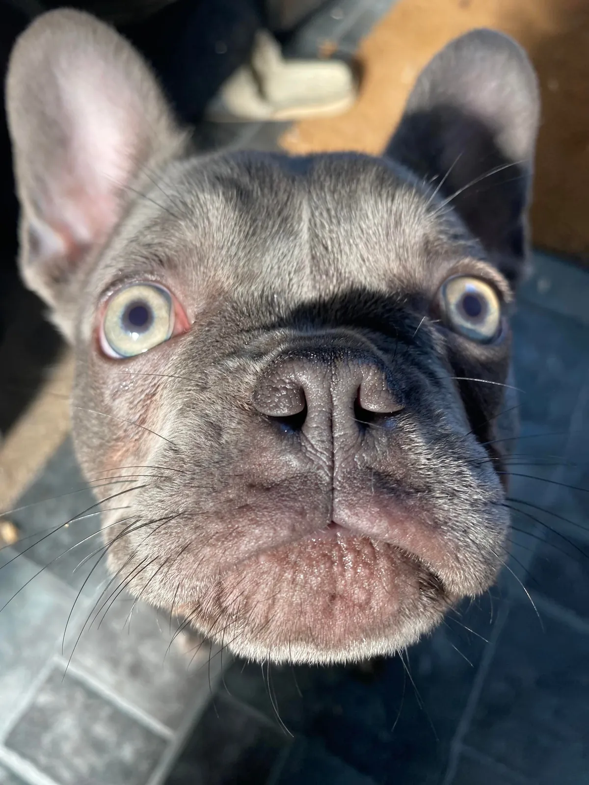 More noses of the dogs I walk