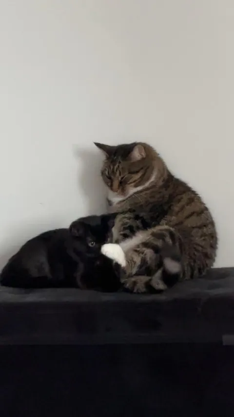 Got my cat a cat, best thing I ever did