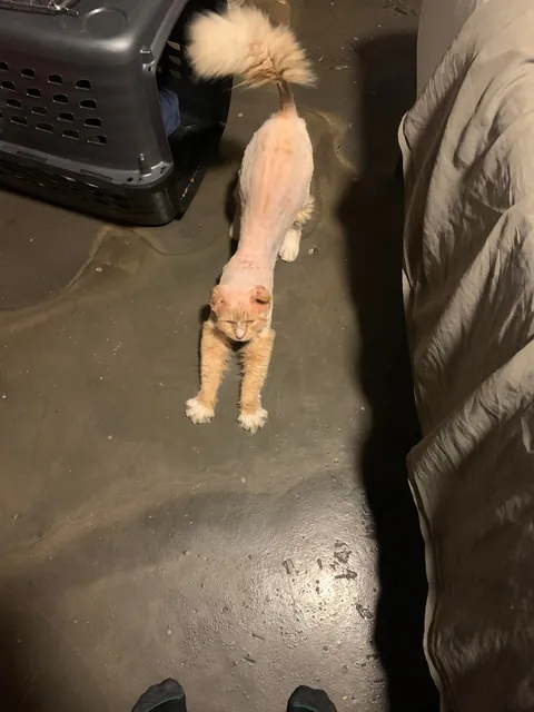 The transformation of Finnegan from forest cat to pampered city kitty