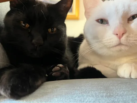 Celebrating two adorable years with this little stinker.