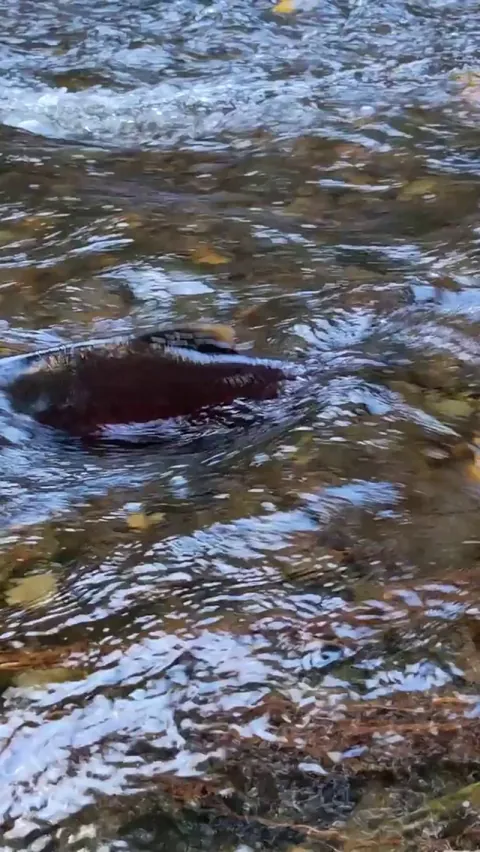 Salmon are back! This is a spawning creek that runs behind our house.