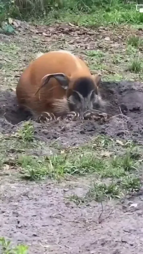 🔥Red river hog and her babies
