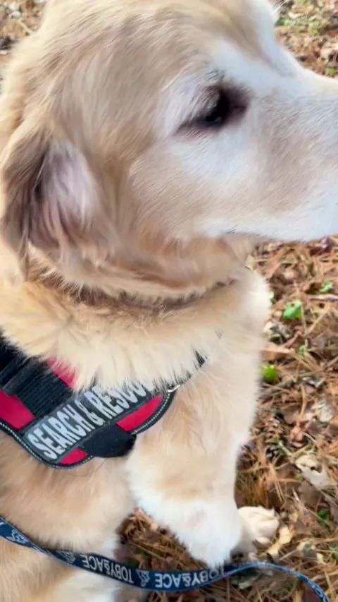 Hunter’s last training task of the year and no more snow.