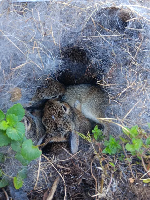 The baby buns in my garden