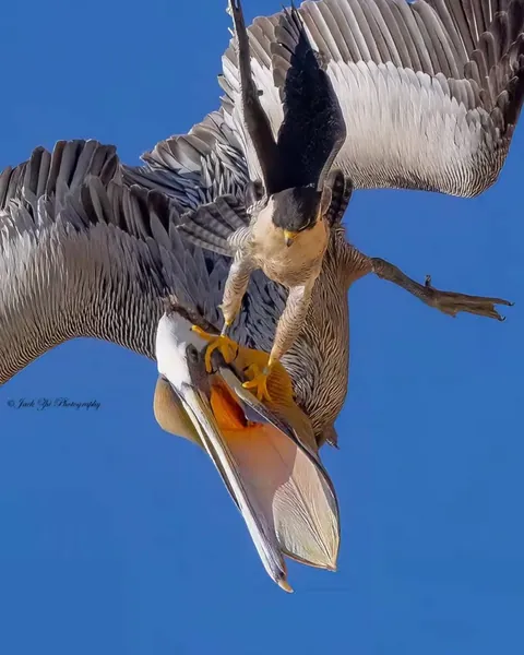 A Peregrine falcon hunting a Brown Pelican