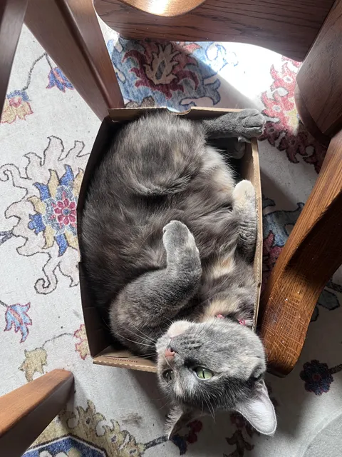 if she fits, she sits