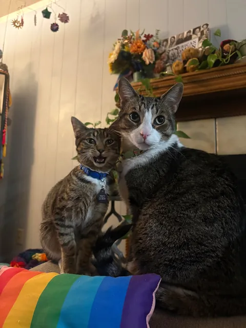 We got our cat a cat. Best decision ever!