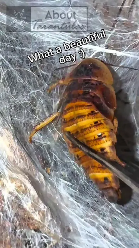 A little humor for those who like spiders 🕷