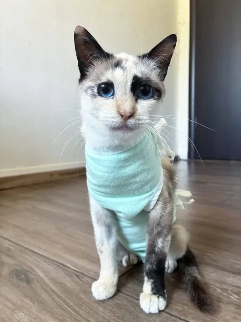 She crawled to our house with a broken paw. Now she's healed and her name is Luna  🌙