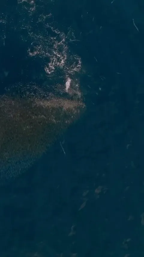 🔥Whale at an all you can eat fish buffet!