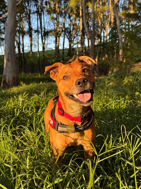 I repot my little potato every night so he gets a good rest before his early morning adventures.