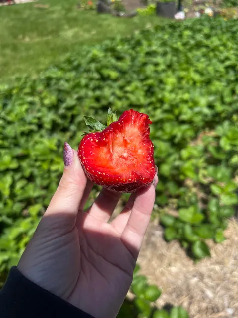 First year the strawberries are really doing their thing 🍓