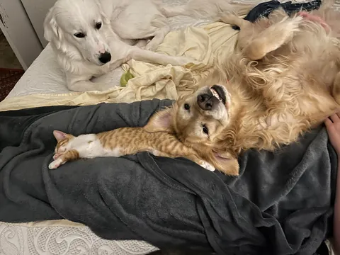 JimJim loves his Clover dog