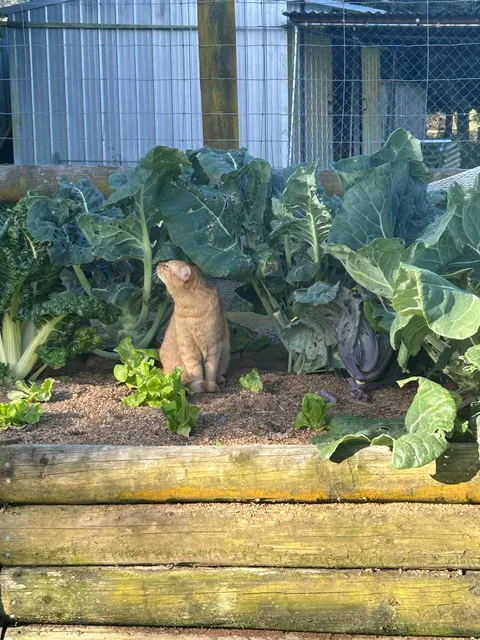 Poet doing her daily farmer rounds 👩‍🌾🐑