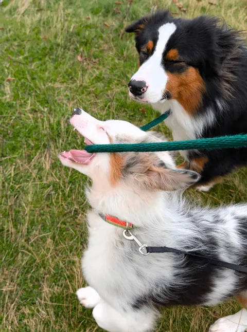 Chaotic duo derping in stereo