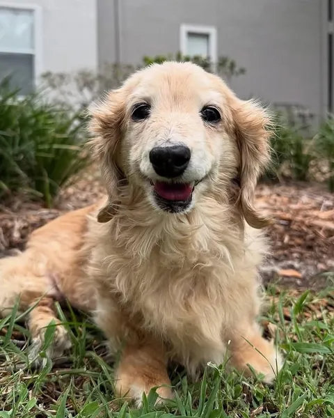 This dog has the most wholesome smile